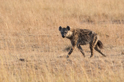 Spotted Hyena