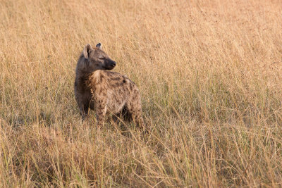 Spotted Hyena