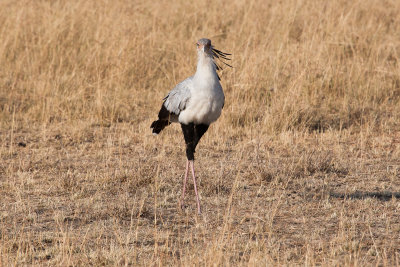 Secretary Bird