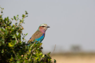 Lilac-breasted Roller