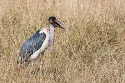 Marabou Stork