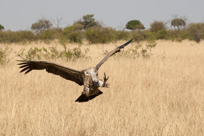 Juv Gyps