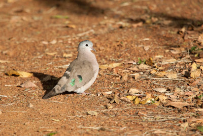 Emerald-spotted Wood-dove