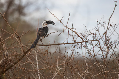 African Grey Hornbill