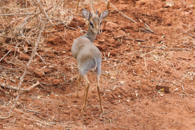 Dikdik