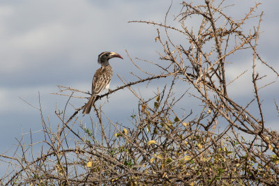 African Grey Hornbill