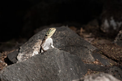Lizard