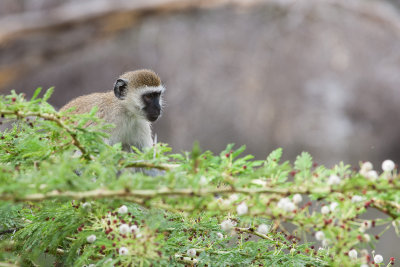 Vervet Monkey