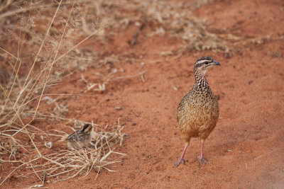 Crested Francolin with chick