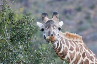 Tsavo West&East