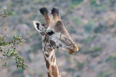 Giraffe