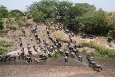 Wildebeest on a river