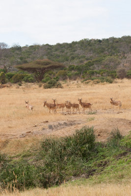 Hartebeest