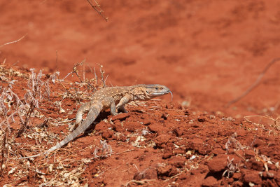 Lizard 