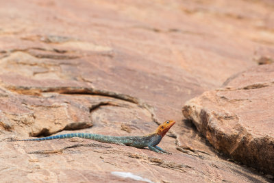 Lizards