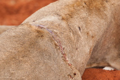 Lion wound