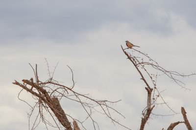Rosy-patched Bush-shrike