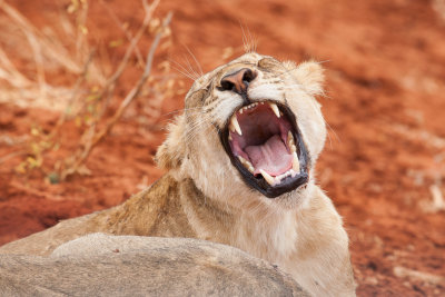 Lion