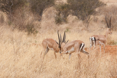 Grant's gazzelle fight