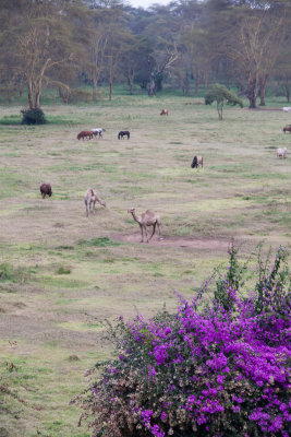 Landscape