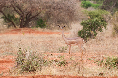 Gerenuk