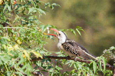 Red-billed Hornbill
