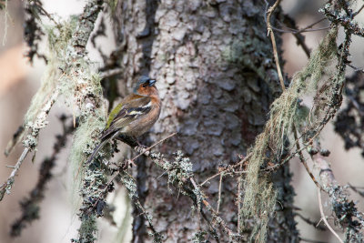 Chaffinch