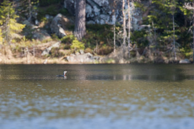 Red-throated Loon