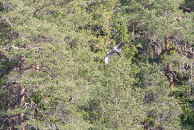 Osprey
