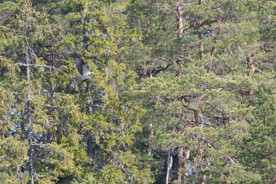 Osprey with Salmon (?)