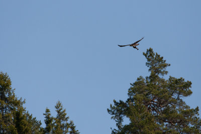 Osprey with Salmon (?)