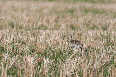 Curlew