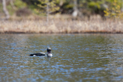 Black-thorated Loon
