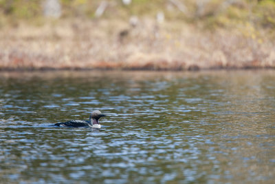 Black-throated Loon