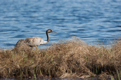 Crane