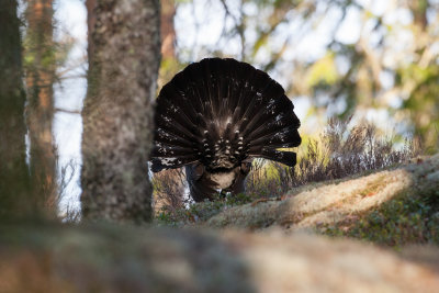 Capercaillie