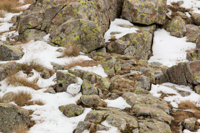 Ptarmigan