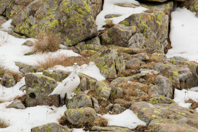 Ptarmigan
