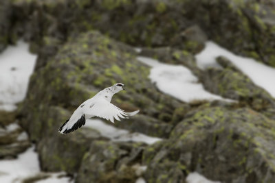 Ptarmigan