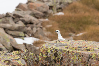 Ptarmigan