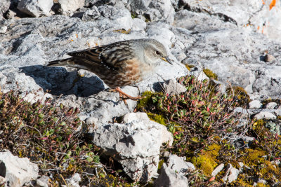 Alpine Accentor