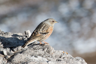 Alpine Accentor