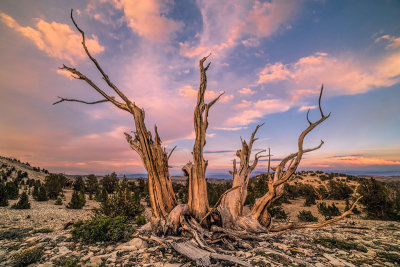 Bristlecone Pines National Monument
