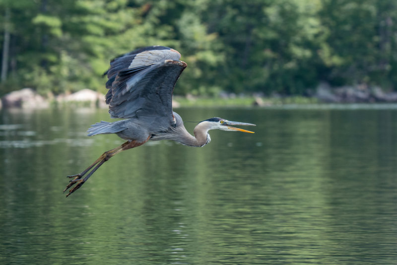 Bon Echo Aug 2014 11.jpg