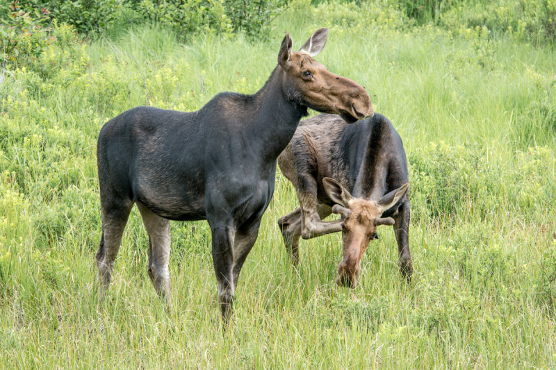 ALQ June 2014 84.jpg