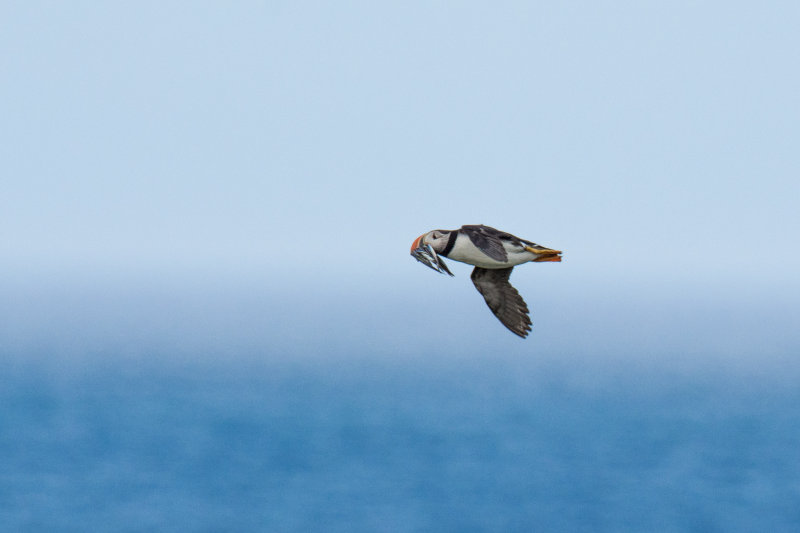 NFLD Sept 2015-100.jpg