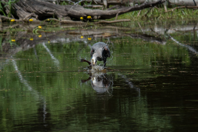 Alq June 2016-135.jpg