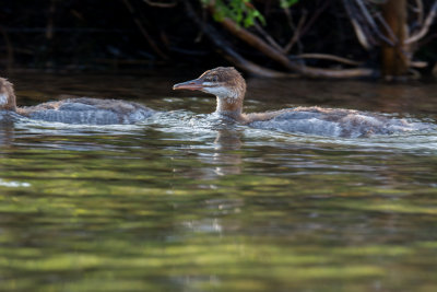 Bon Echo Aug 2014 19.jpg