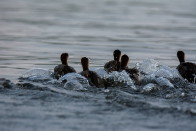 Bon Echo Aug 2014 20.jpg