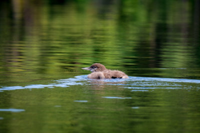 Bon Echo Aug 2014 3.jpg